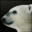 Eisbär; Acryl auf Leinwand;
100 x 100 cm