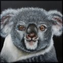Koala; Acryl auf Leinwand;
100 x 100 cm
