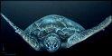 Meeresschildkröte; Acryl auf Leinwand;
100 x 50 cm