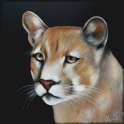 Puma; Acryl auf Leinwand;
120 x 120 cm