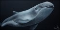 Schweinswal; Acryl auf Leinwand;
100 x 50 cm