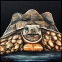 Spornschildkröte; Acryl auf Leinwand;
80 x 80 cm
