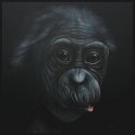Bonobo