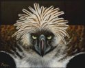 Philippinenadler