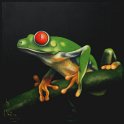 Rotaugenfrosch