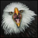 Seeadler