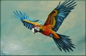 Papagei